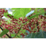 Aristotelia serrata (makomako, wineberry)