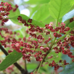 Makomako, Wineberry (Aristotelia serrata)