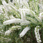 Koromiko, Hebe salicifolia (Veronica salicifolia)