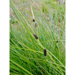 Carex dipsacea (teasel sedge)