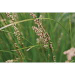 Carex virgata (pukio, swamp sedge)