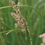 Pukio, Swamp Sedge (Carex virgata)