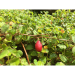 Fuchsia procumbens (creeping fuchsia)