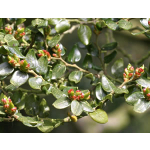 Fuscospora cliffortioides (tewhai rauriki, mountain beech)