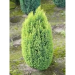Chamaecyparis lawsoniana Ellwoodii