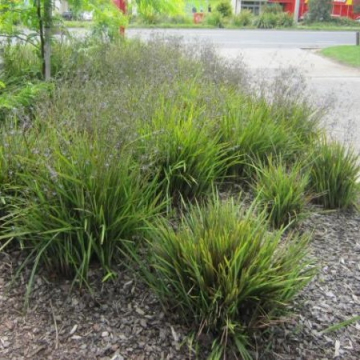 Dianella Revoluta 