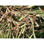 Carmichaelia australis (makaka, native broom)