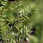 Totara (Podocarpus totara)