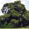Podocarpus totara (totara)
