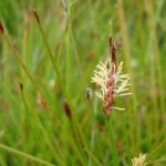 Common Spike Rush (Eleocharis acuta)