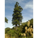 Dacrycarpus dacridioides (Kahikatea)