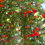 Kahikatea, White Pine (Dacrycarpus dacrydioides)