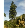 Dacrycarpus dacrydioides (kahikatea, white pine)