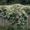 Clematis paniculata (Puawananga)