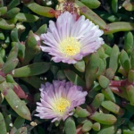 Horokaka, Coastal Ice Plant (Disphyma australe)