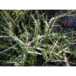 Melicytus alpinus (porcupine shrub)