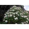 Olearia avicenniifolia (mountain akeake)