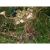 Coprosma rotundifolia (round-leaved coprosma)