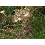 Coprosma rotundifolia (round-leaved coprosma)