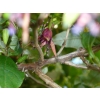 Fuchsia excorticata (kotukutuku, tree fuchsia)