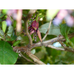 Fuchsia excorticata (kotukutuku, tree fuchsia)
