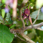 Kotukutuku, Tree Fuchsia (Fuchsia excorticata)
