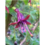 Fuchsia excorticata