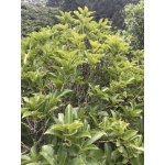 Melicytus ramiflorus