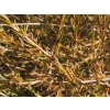 Coprosma acerosa (sand coprosma)