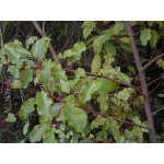 Myrsine australis (red matipou)