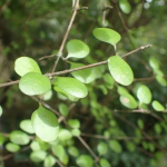 Mingimingi (Coprosma crassifolia)