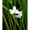 Libertia cranwelliae (NZ Iris)