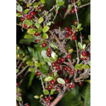 Coprosma rhamnoides (red-fruited coprosma)
