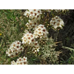 Kunzea robusta (kanuka)