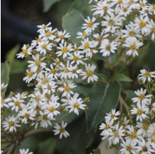 Olearia arborescens (Pekapeka, Common Tree Daisy)