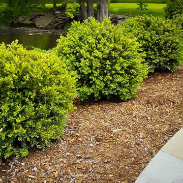 Buxus Green Gem | Christchurch Canterbury