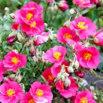 Pink Rock Rose (Helianthemum Pink)