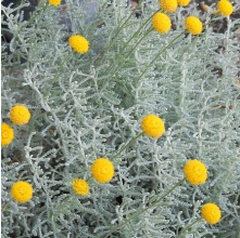 Santolina chamaecyparissus (Cotton Lavender)