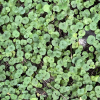 Dichondra repens (Kidney Weed)