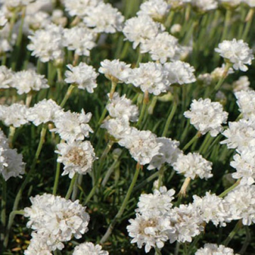 Armeria White Thrift | Christchurch Canterbury