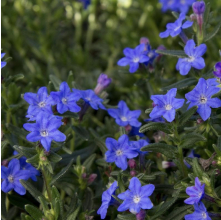 Lithodora Grace Ward