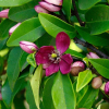 Michelia Figo (Port Wine Magnolia)