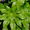 Fatsia japonica (Japanese aralia)