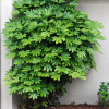 Fatsia japonica (Japanese aralia)