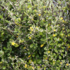 Corokia Emerald and Jade