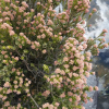 Cassinia vauvilliersii (Mountain Tauhinu, Cottonwood)