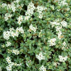 Pimelea prostrata Blue Peter