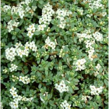 Pimelea prostrata Blue Peter