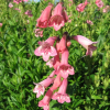 Penstemon