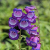 Penstemon